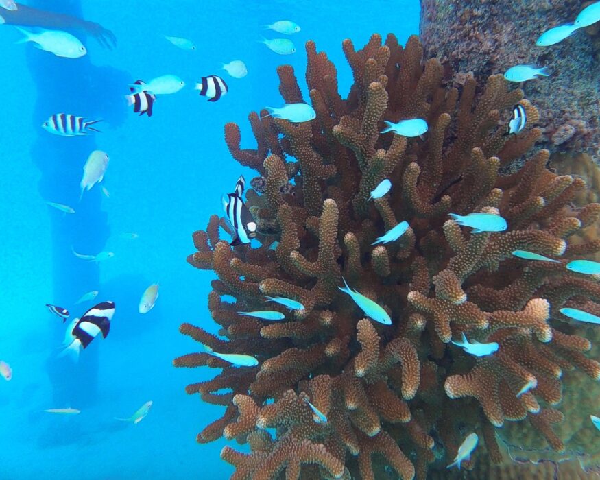 zebra-fishes-coral-bora-bora zebra fishes at coral