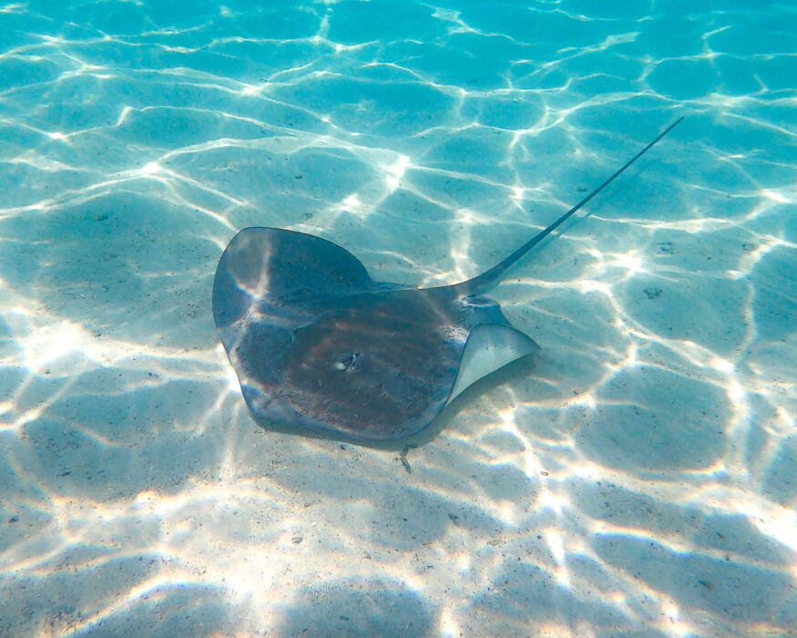 moorea-stingray moorea adventure stingray