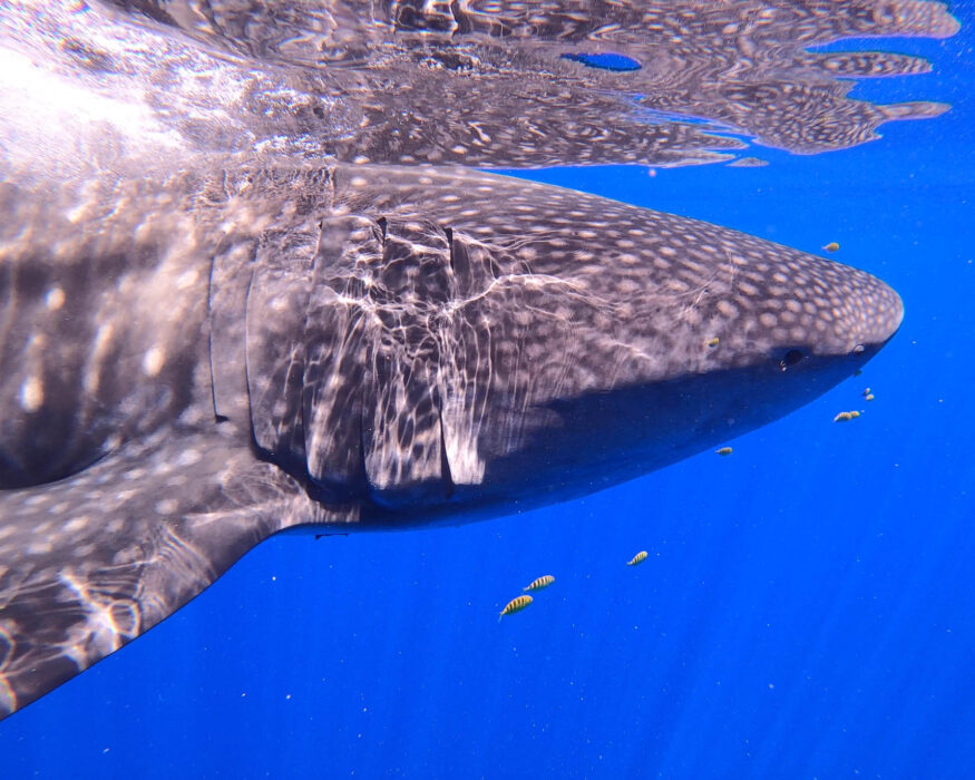 moorea-whale-shark moorea adventure whale shark