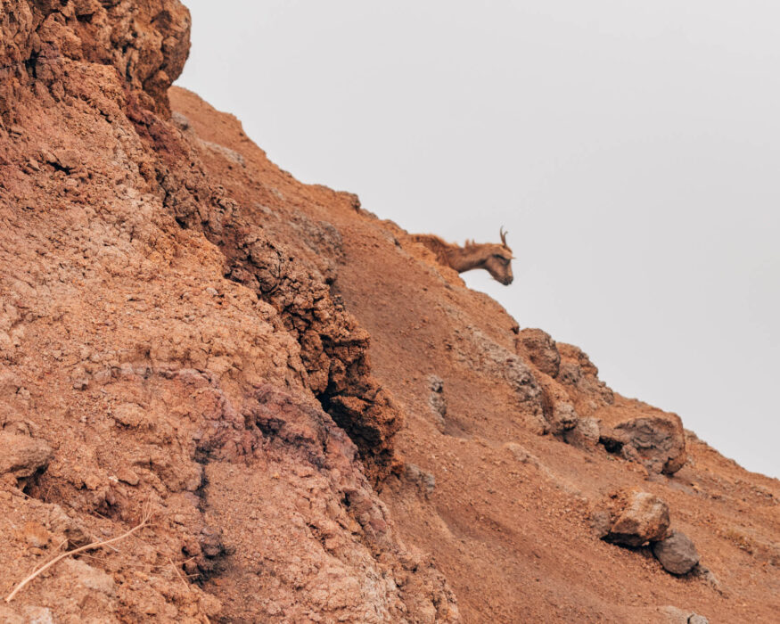kauai goat mountain goat