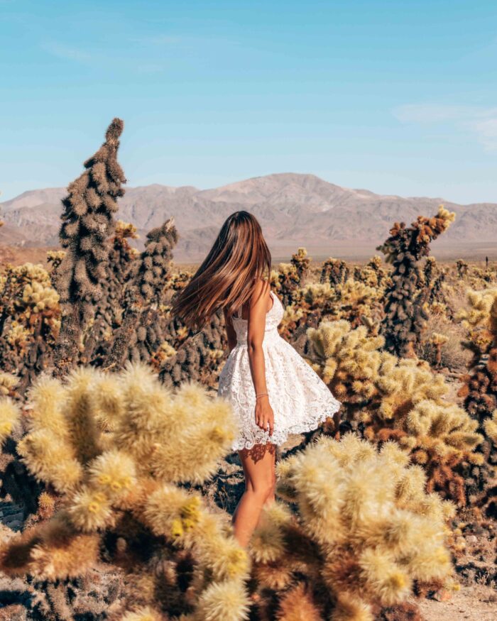 joshua-tree-cholla-cactus-dress one day in joshua tree national park