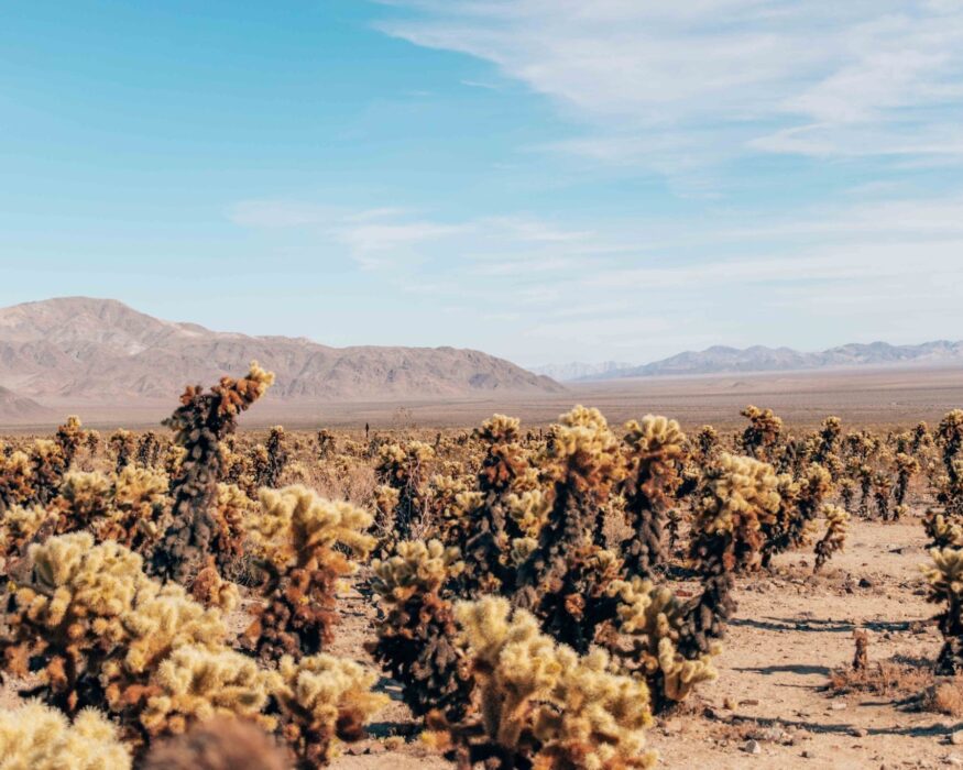 joshua-tree-cholla-cactus-overlook one day in joshua tree national park