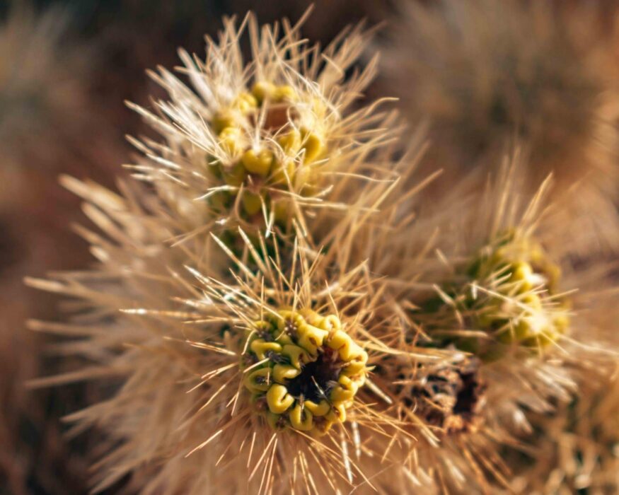 joshua-tree-cholla-cactus-details cholla cactus joshua tree
