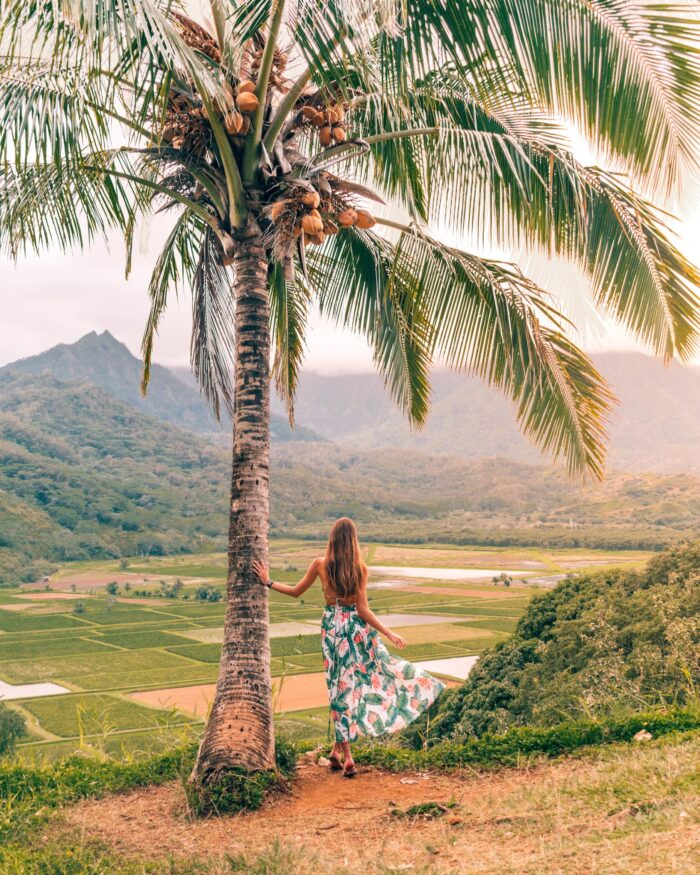 kauai hanalei valley lookout palmtree kauai travel guide