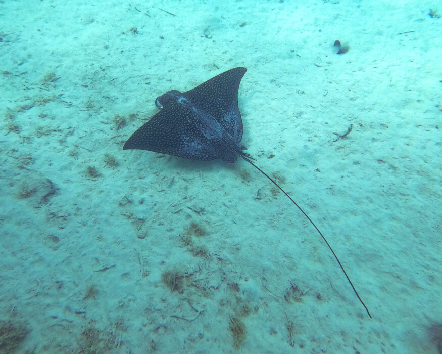 eagle-ray-bora-bora eagle ray