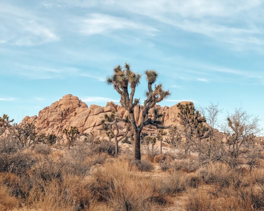 joshua-tree-rocks one day in joshua tree national park