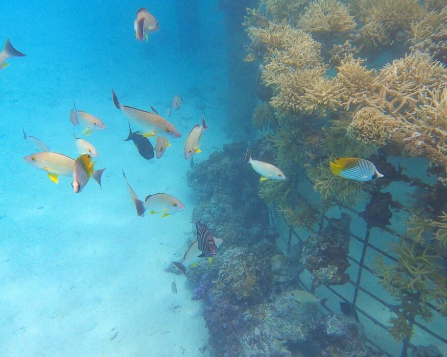 coral-construction-snorkeling-conrad-bora-bora coral construction with fishes