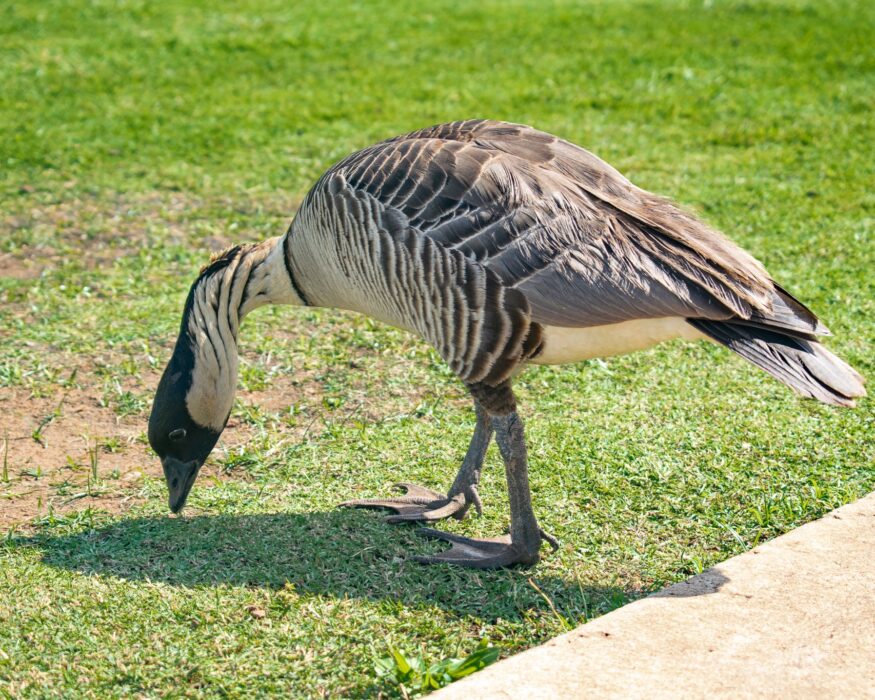 Kauai-nene-goose Kauai nene goose