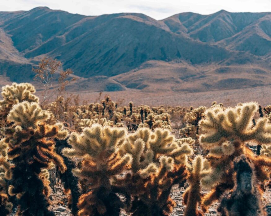 joshua-tree-cholla-cactus joshua tree cholla cactus
