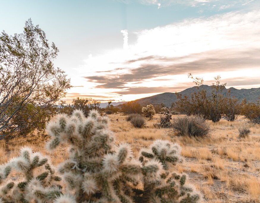 joshua-tree-acres-cholla-cactus airbnb in joshua tree