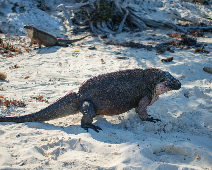bahamas iguana beach 2 exuma cays bahamas igauanas