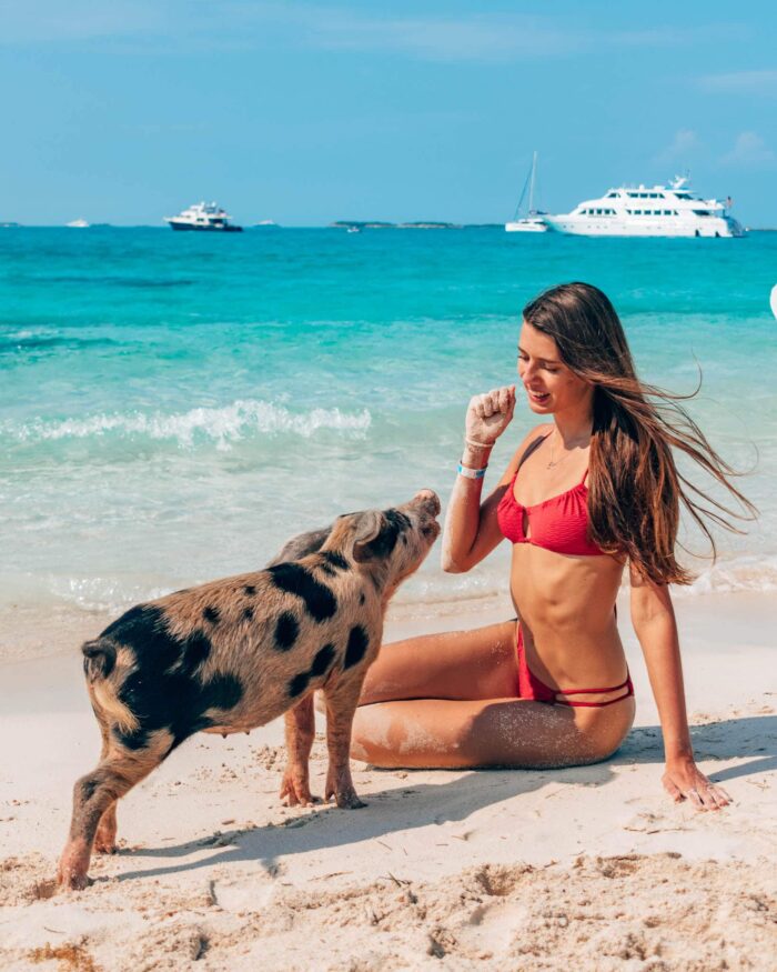 bahamas pig beach 1 exuma cays bahamas pig beach