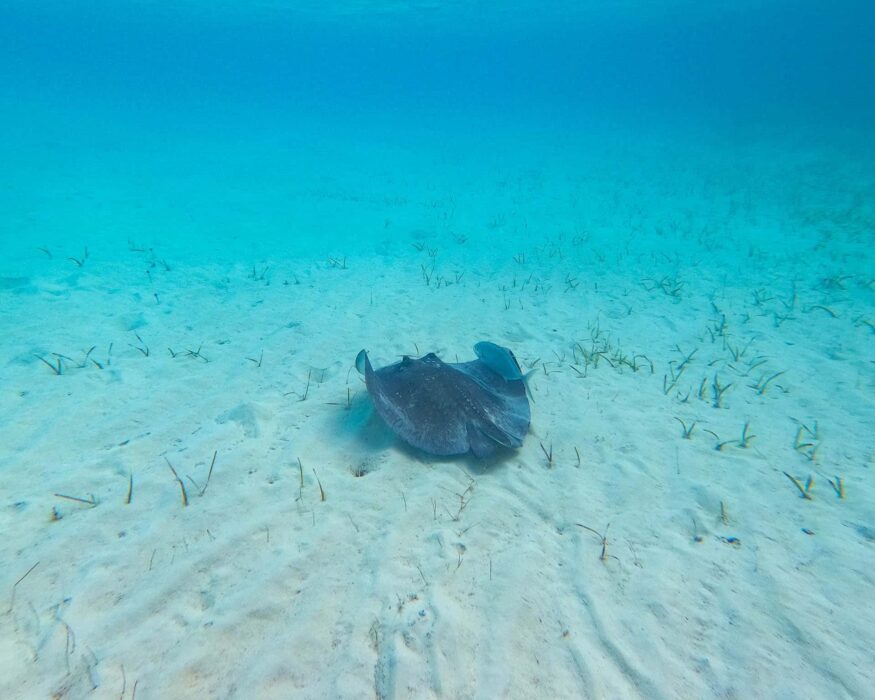 bahamas sting ray bahamas sting ray