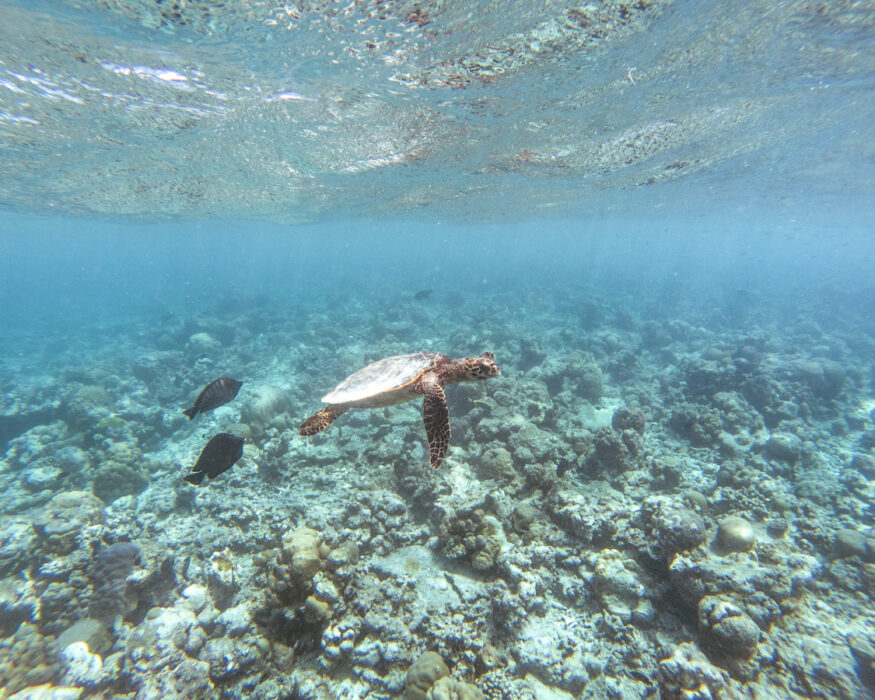 raffles-maldives-turtle raffles-maldives-turtle