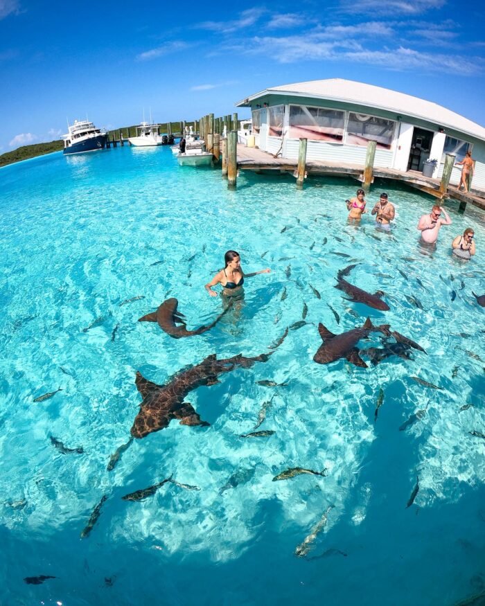 bahamas nurse sharks 2 nurse sharks exuma cays bahamas