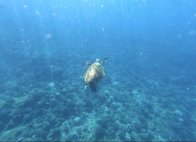 kauai-sea-turtle kauai sea turtle