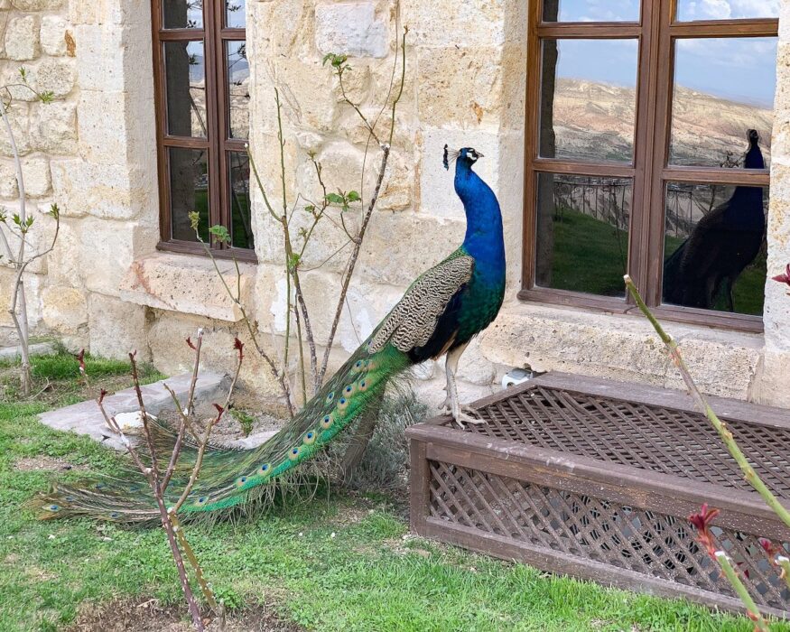 museum-hotel-peacock peacock museum hotel