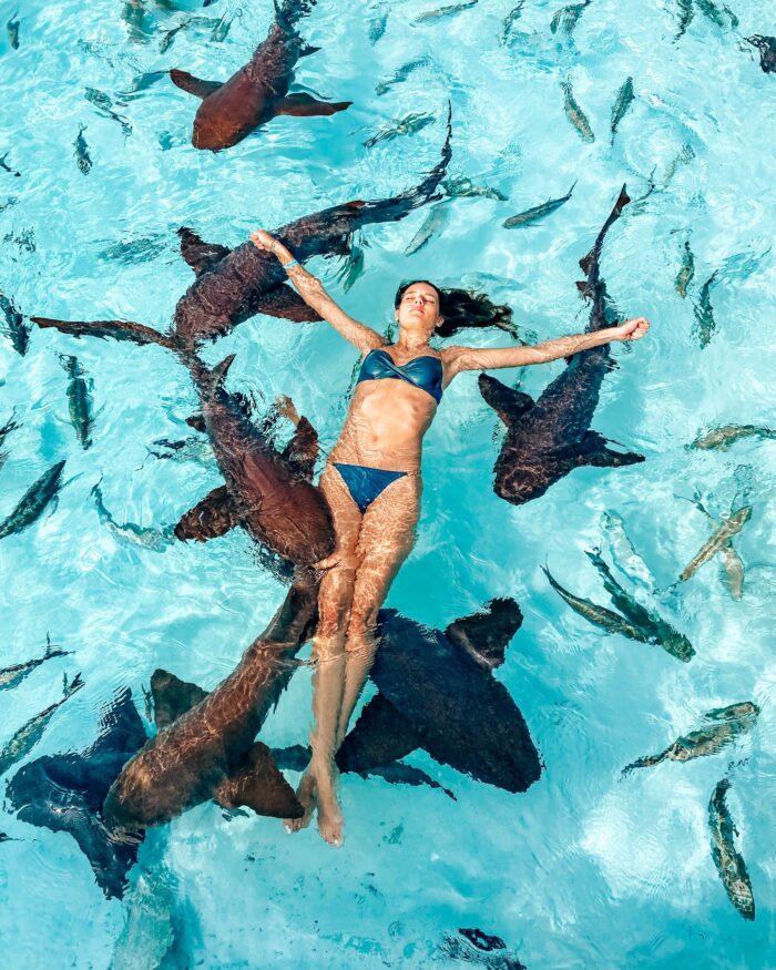 bahamas nurse sharks 1 exuma cays bahamas nurse sharks