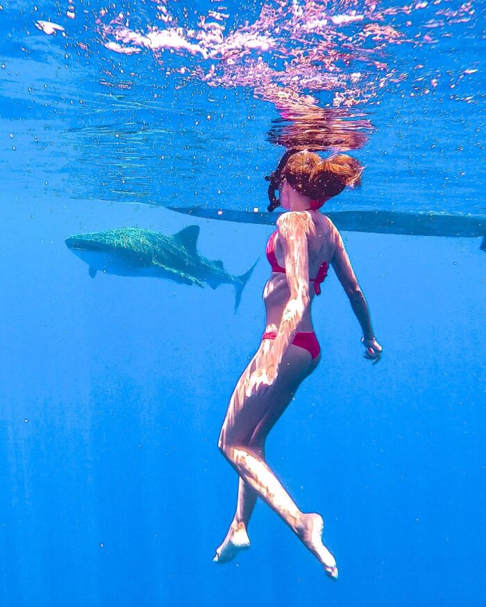 moorea-whale-shark-snorkeling moorea adventure whale shark