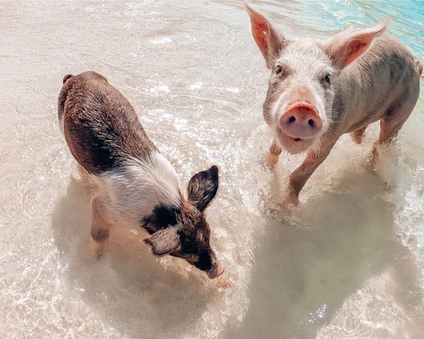 bahamas pig beach bahamas pigs