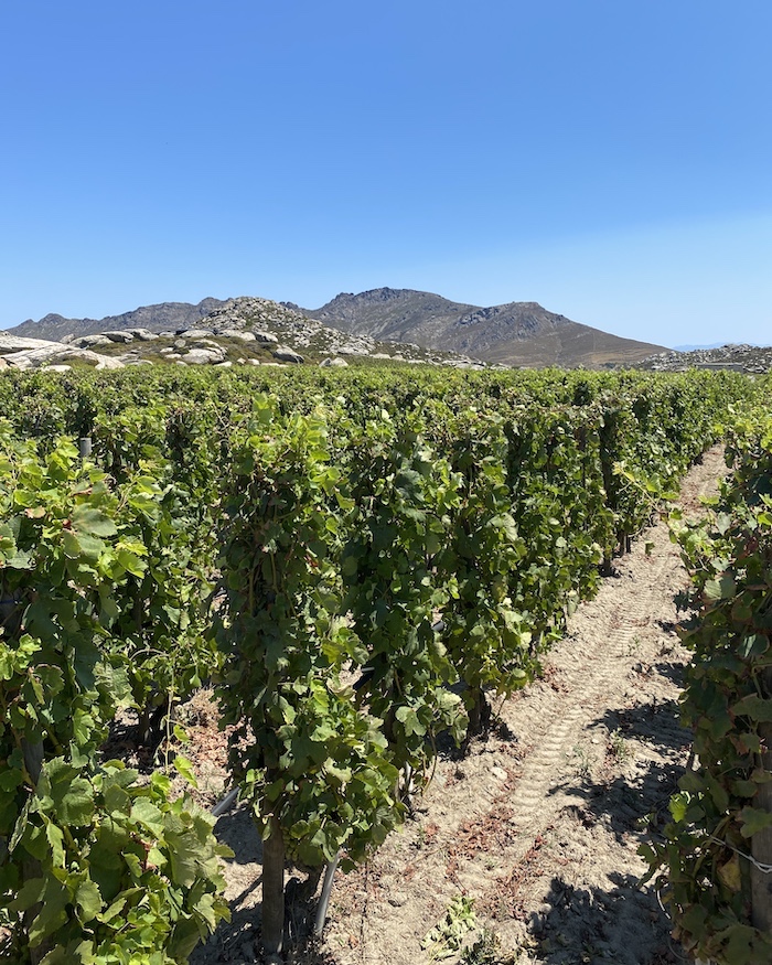 Tinos-Greece-vineyard