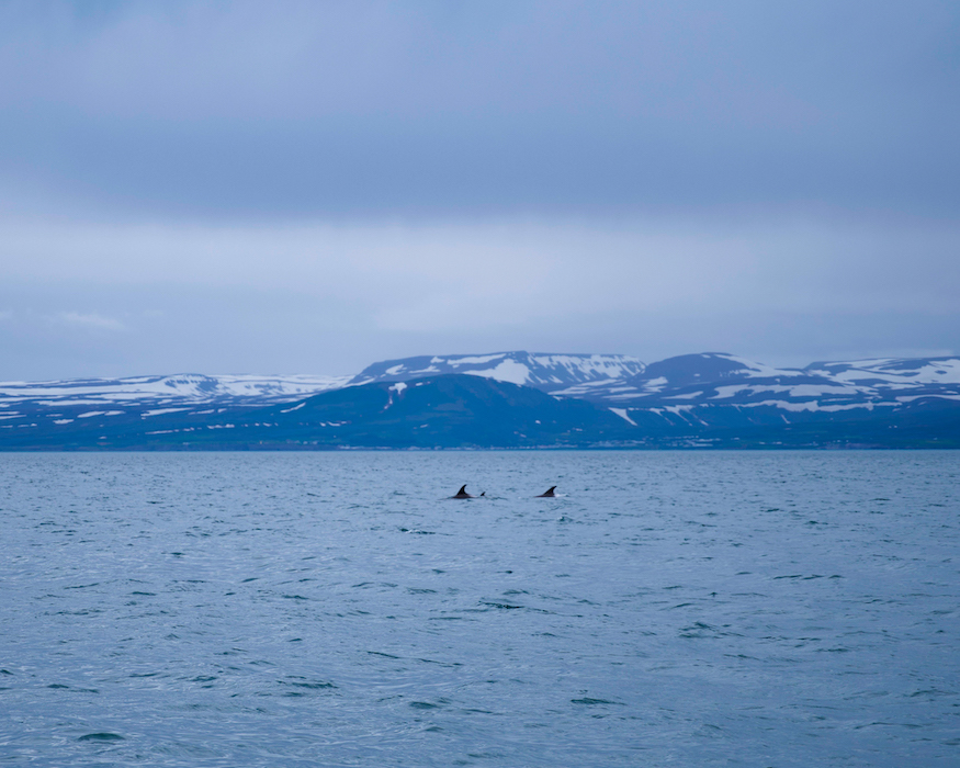 dolphins-Best-things-to-do-in-iceland Dolphins best things to do in Iceland