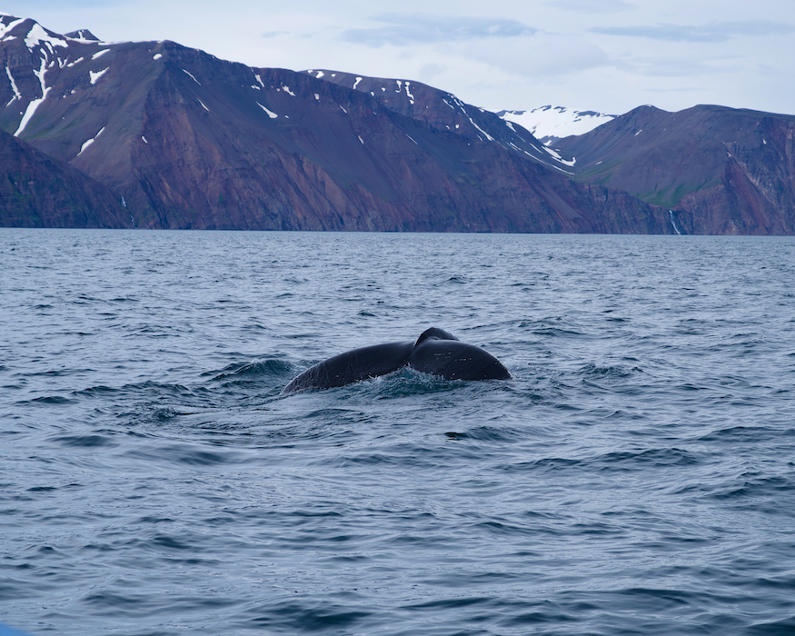 humpback-whale-Best-things-to-do-in-iceland-2 humpback whale fin