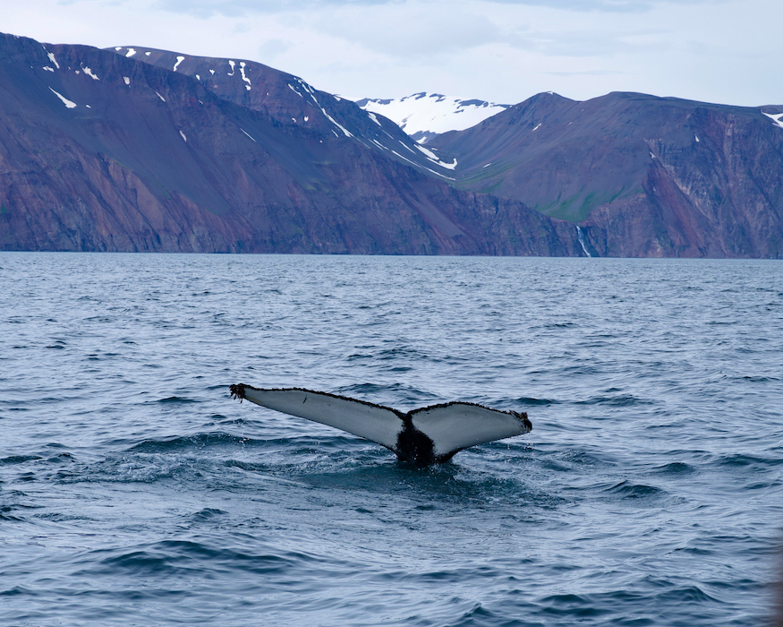 humpback-whale-Best-things-to-do-in-iceland-3 humpback whale fin