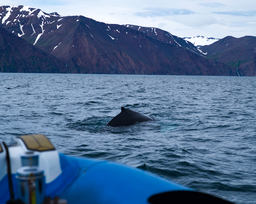 humpback-whale-Best-things-to-do-in-iceland humpback whale with mountains
