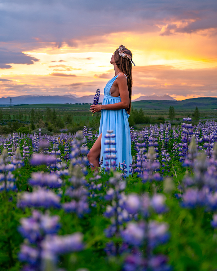 lupines-island-highlights Island Highlights lupines field