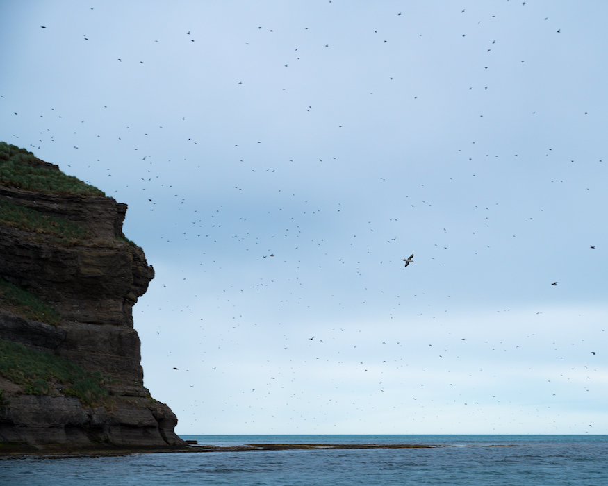 puffins-island-Best-things-to-do-in-iceland-2 puffin island best things to do in Iceland