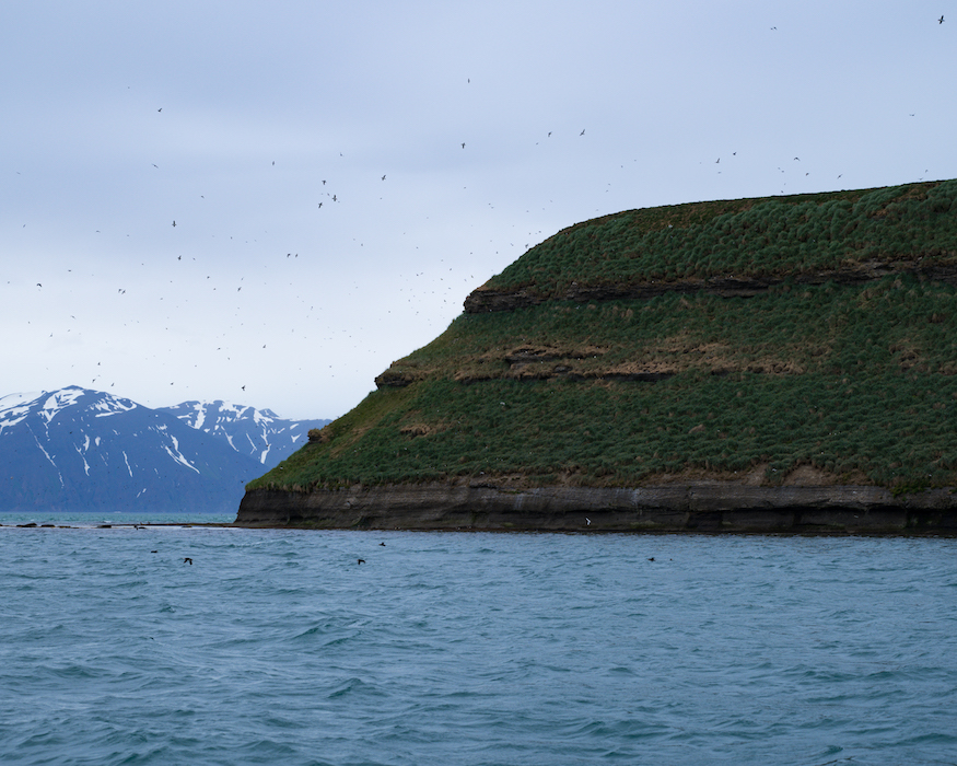 puffins-island-Best-things-to-do-in-iceland puffin island best things to do in Iceland
