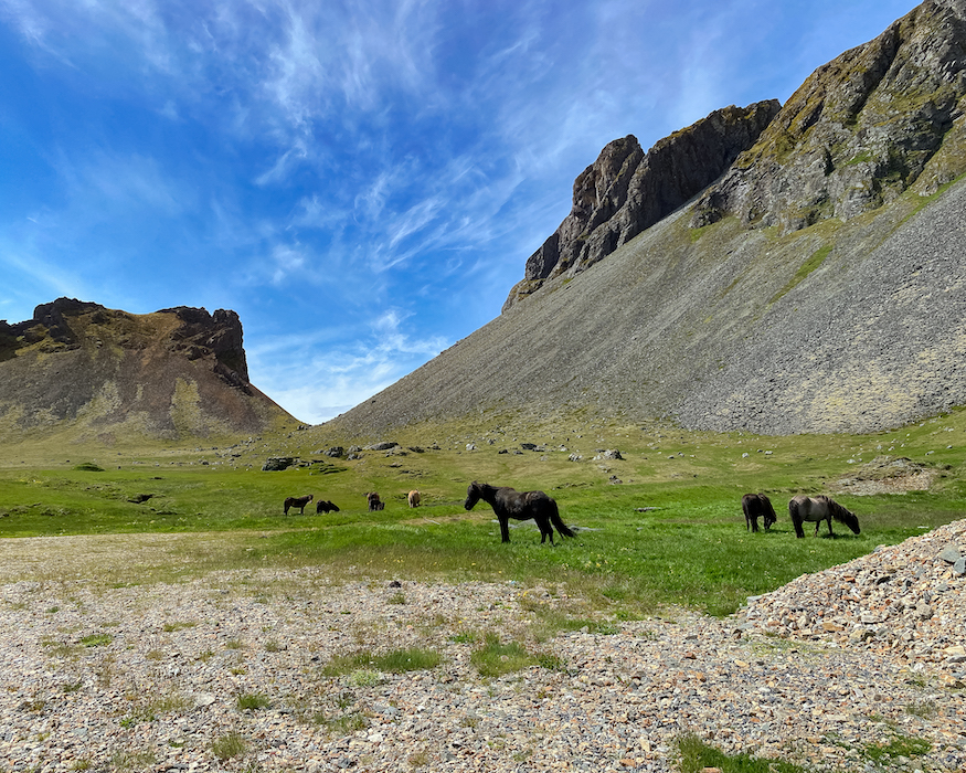 stokksness-horses-Best-things-to-do-in-iceland wild horses best things to do in Iceland