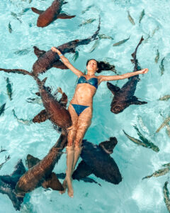 Bahamas nurse sharks