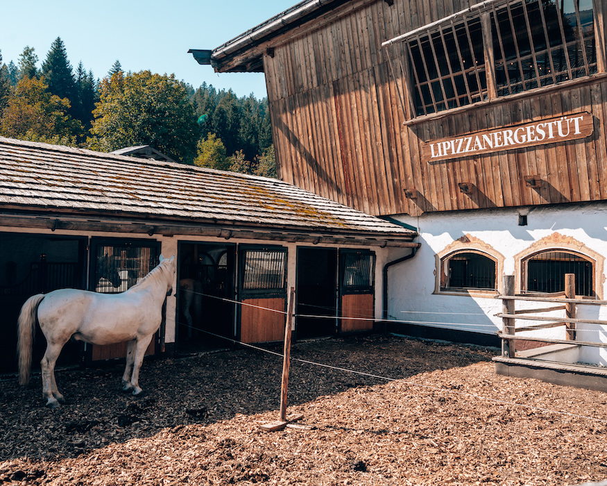 Stanglwirt-hotel-lipizzaner-gestüt