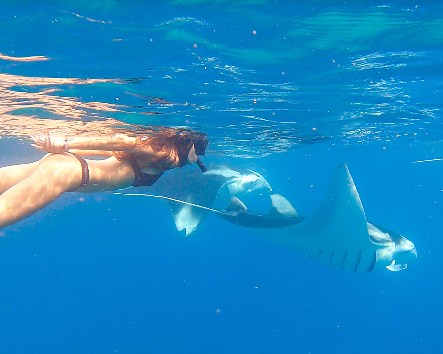 snorkeling with mantas in the Maldives