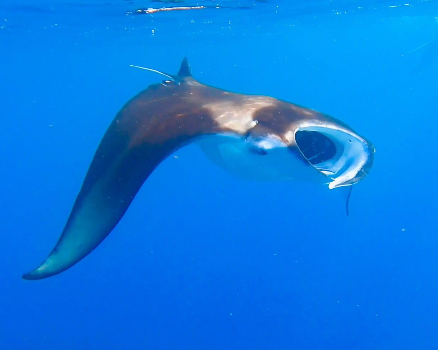 manta Maldives