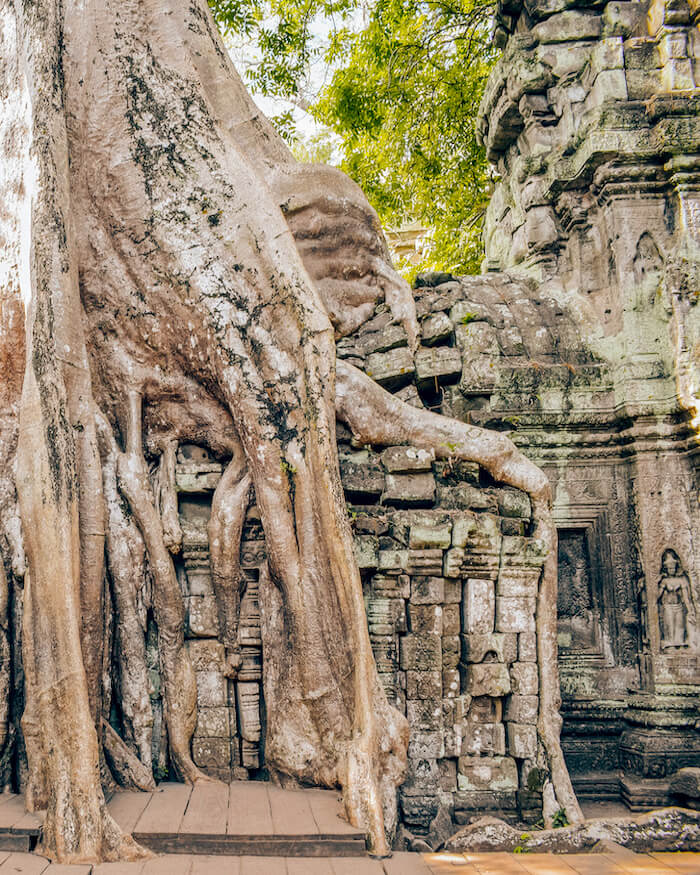 banyan tree grown over ta Prohm temple in Angkor