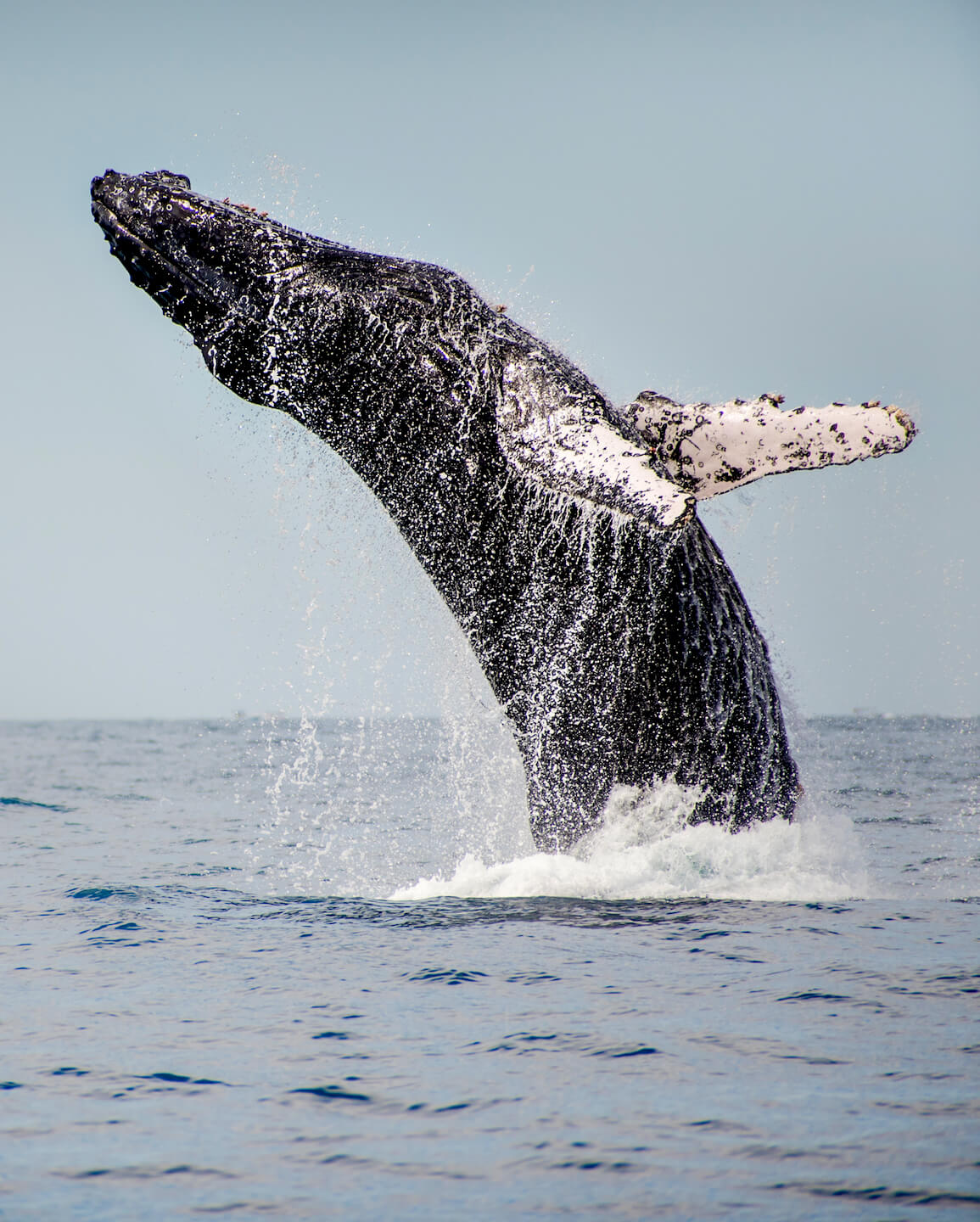 humpback whale jumping out of the water