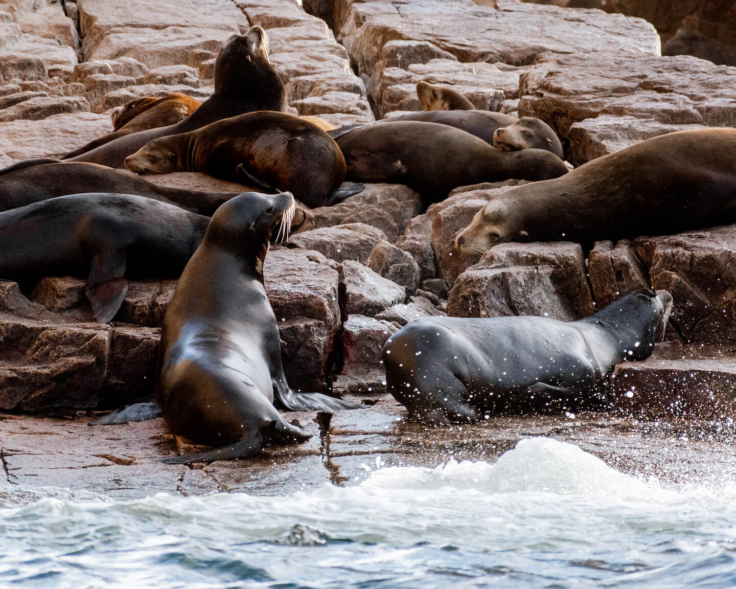 sea lions laying on rocks