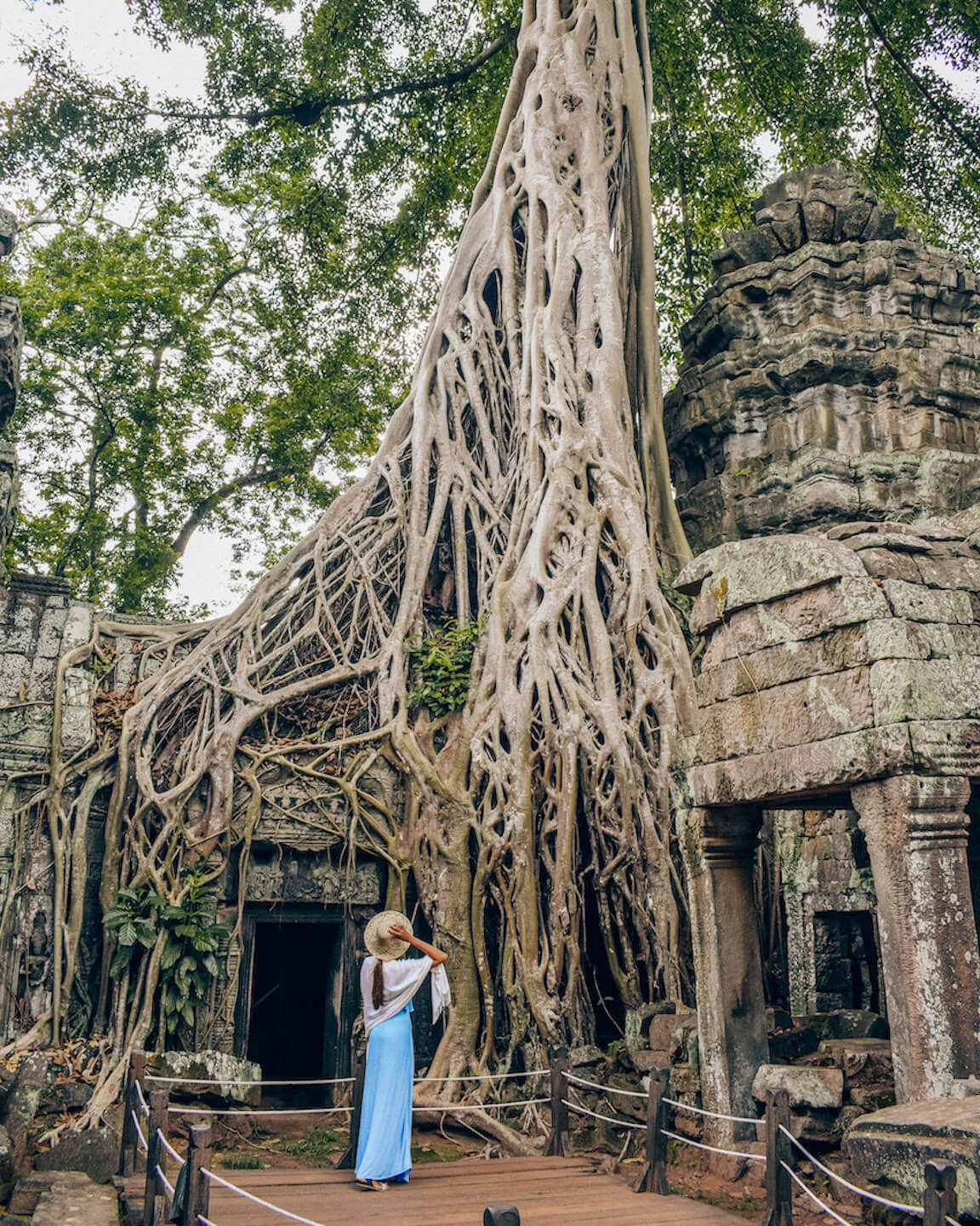 banyan tree grown over ta Prohm temple in Angkor