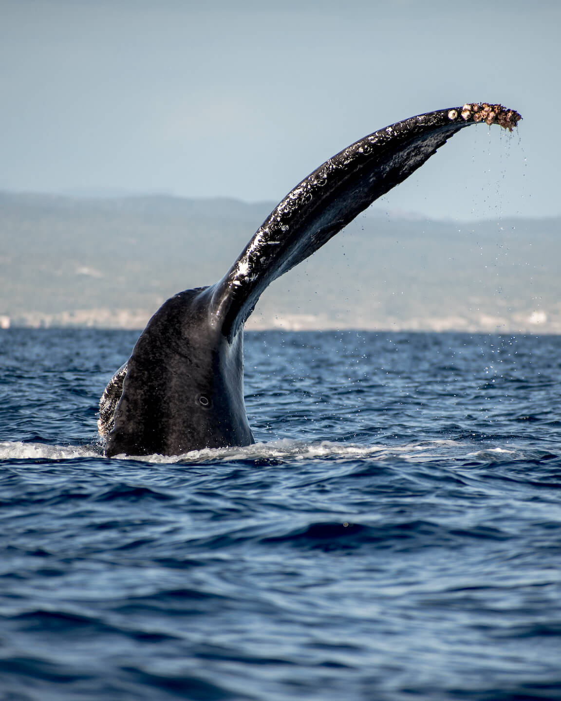 humpback whale fin