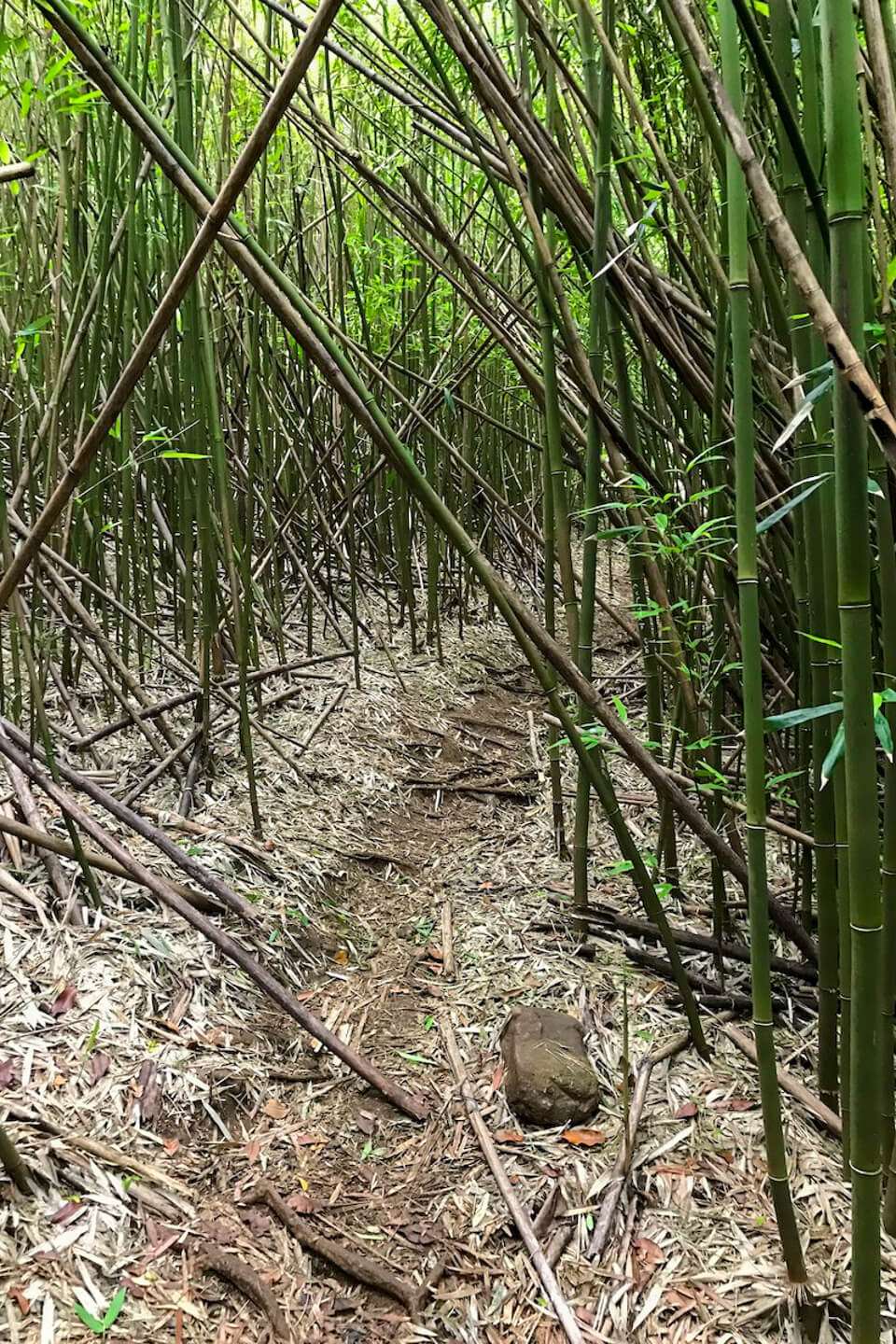 bamboo forest Hawaii